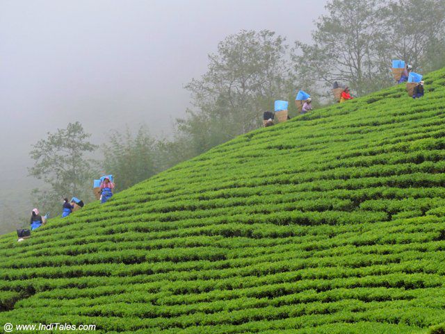 TOP 10 MÓN QUÀ LƯU NIỆM NÊN MUA Ở BENGAL